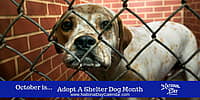 Adopt A Shelter Dog Month - October