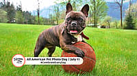 ALL AMERICAN PET PHOTO DAY  July 11