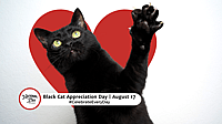 BLACK CAT APPRECIATION DAY  August 17
