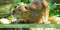 International Beaver Day - April 7
