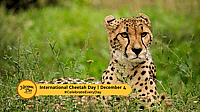 International Cheetah Day
