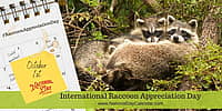 International Raccoon Appreciation Day - October 1