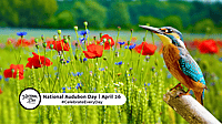 NATIONAL AUDUBON DAY  April 26