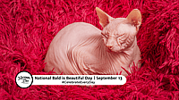 NATIONAL BALD IS BEAUTIFUL DAY  September 13