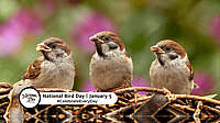 National Bird Day