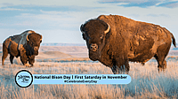 National Bison Day