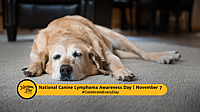 National Canine Lymphoma Awareness Day