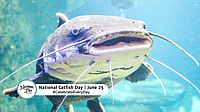 NATIONAL CATFISH DAY  June 25