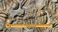 National Fossil Day