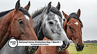 NATIONAL HORSE PROTECTION DAY  March 1