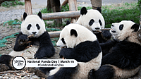 NATIONAL PANDA DAY  March 16