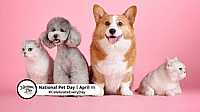 NATIONAL PET DAY  April 11