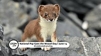 NATIONAL POP GOES THE WEASEL DAY  June 14