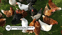 NATIONAL POULTRY DAY  March 19