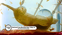 NATIONAL SEA MONKEY DAY  May 16