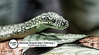 NATIONAL SERPENT DAY - February 1 