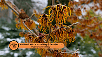 National Witch Hazel Day