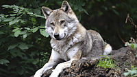 National Wolf Awareness Week
