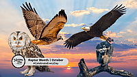 Raptor Month