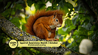 Squirrel Awareness Month