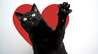 BLACK CAT APPRECIATION DAY  August 17