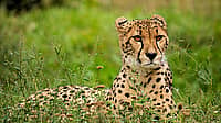 International Cheetah Day