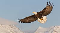NATIONAL AMERICAN EAGLE DAY  June 20