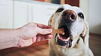 NATIONAL DOG BISCUIT DAY - February 23 
