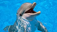 NATIONAL DOLPHIN DAY  April 14