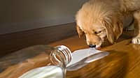 NATIONAL DON’T CRY OVER SPILLED MILK DAY - February 11 