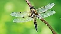 NATIONAL DRAGONFLY DAY  Second Saturday in June