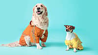 Dress Up Your Pet Day