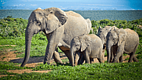 NATIONAL ELEPHANT APPRECIATION DAY  September 22