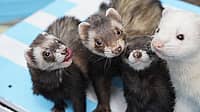 NATIONAL FERRET DAY  April 2