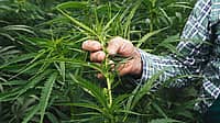 NATIONAL HEMP DAY - February 4 