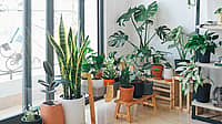 National Houseplant Appreciation Day