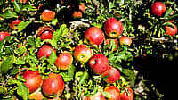 NATIONAL JOHNNY APPLESEED DAY  March 11