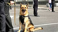 NATIONAL K9 VETERANS DAY  March 13