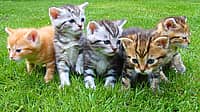 NATIONAL KITTEN DAY  July 10
