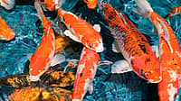 NATIONAL KOI DAY  July 7