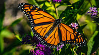 NATIONAL LEARN ABOUT BUTTERFLIES DAY  March 14