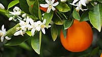 NATIONAL ORANGE BLOSSOM DAY  June 27