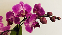 NATIONAL ORCHID DAY  April 16