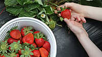 NATIONAL PICK STRAWBERRIES DAY  May 20
