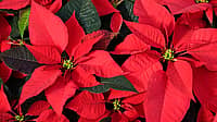 National Poinsettia Day