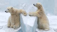 NATIONAL POLAR BEAR DAY - February 27 