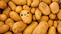 NATIONAL POTATO DAY  August 19