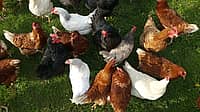 NATIONAL POULTRY DAY  March 19