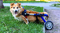 NATIONAL SPECIALLY-ABLED PETS DAY  May 3