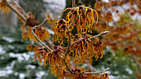National Witch hazel Day
